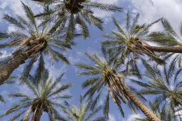 palm on desert oasi africa