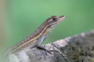 Anolis auratus (Polychrotidae sauria)