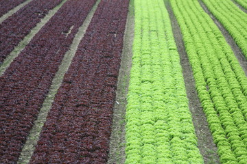 2-farbiges Feld