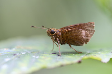 Hylephila phyleus - (Fiery skipper)
