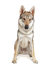 Naklejka na ściany i meble Czechoslovakian wolfhound dog isolated on a white background