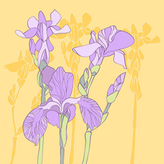 Iris background