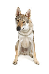 Czechoslovakian  wolfhound dog isolated on a white background