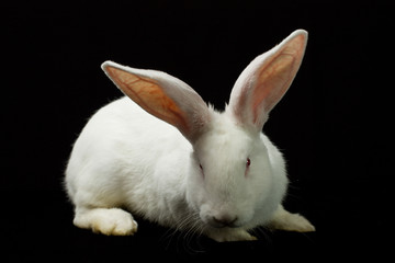 Fototapeta premium White rabbit on a black background