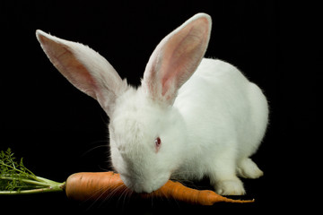 White rabbit on a black background