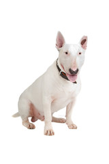 Naklejka premium English Bull Terrier, Bully, Gladiator isolated on white