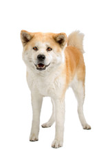 Akita Inu dog isolated on a white background