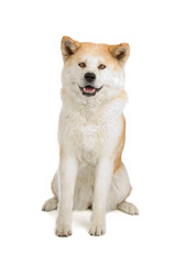 Akita Inu dog sitting down, isolated on a white background