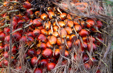 Frucht der Ölpalme © Thomas Leonhardy