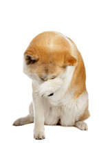 Akita Inu dog sitting down, isolated on a white background