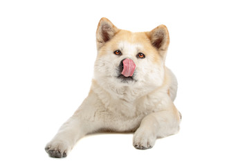 Akita Inu dog lying down, isolated on a white background