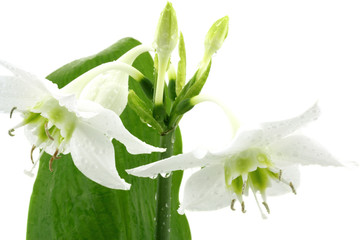 fleurs blanches du lys de la Vierge, étoile du nord, fond blanc