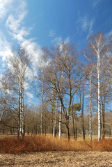 Sunny spring in the beautiful park