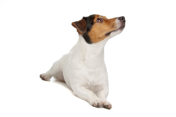 jack russel terrier puppy isolated on a white background