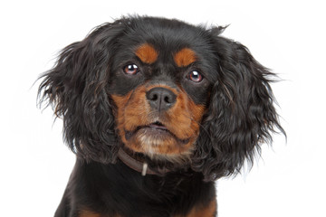 Cavalier King Charles Spaniel(Cav, Cavalier, Cavie)