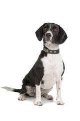 mixed breed (beagle, cocker spaniel) isolated on white