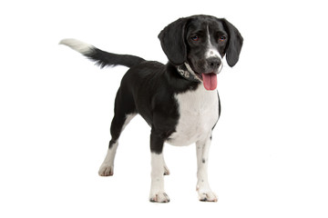 mixed breed (beagle, cocker spaniel) isolated on white