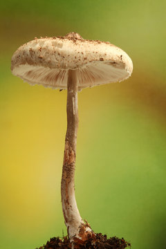 Pilz