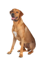 Obraz premium Pies rasy Rhodesian Ridgeback na białym tle na białym tle