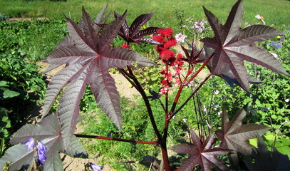 Plante nommée ricin.