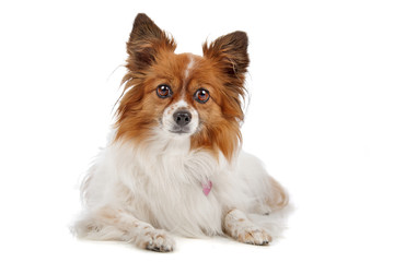Papillon (Phalène ,Butterfly,Squirrel) isolated on white