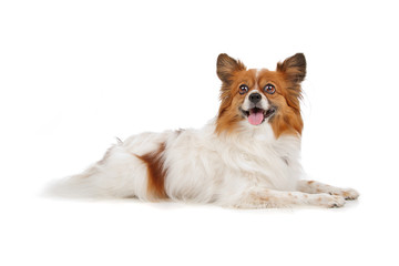 Fototapeta premium Papillon (Phalène ,Butterfly Dog,Squirrel Dog)