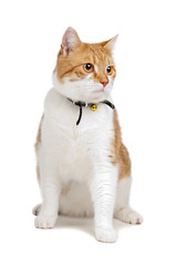european short haired cat  isolated on a white background
