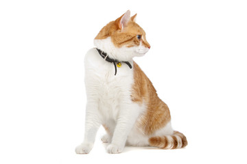 european short haired cat  isolated on a white background