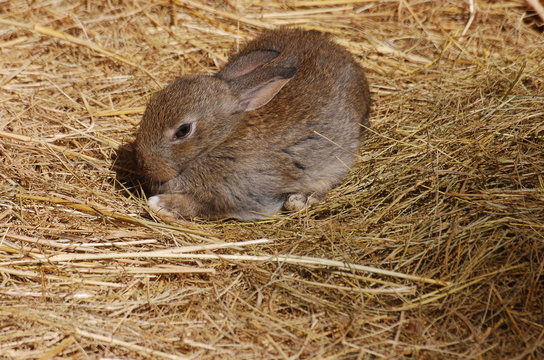 Rabbit