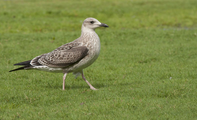 Seagull in the grass