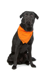 black labrador retriever dog isolated on a white background