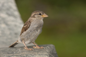 House sparrow