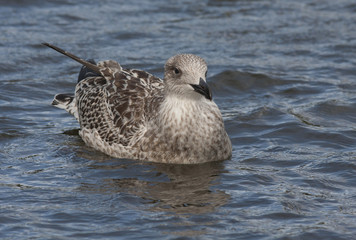 Seagull