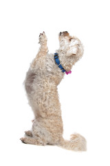 mixed breed dog rearing, isolated on a white background