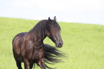 friese in wiese