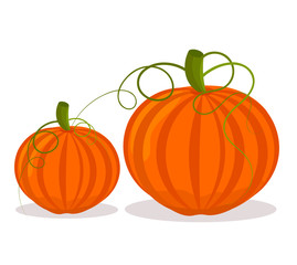 Two pumpkins illustration