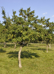 Un mirabellier chargé de fruits