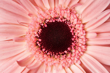 African daisy