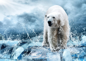 White Polar Bear Hunter on the Ice in water drops. - obrazy, fototapety, plakaty