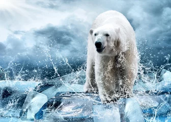Poster Witte ijsbeerjager op het ijs in waterdruppels. © Andrii IURLOV