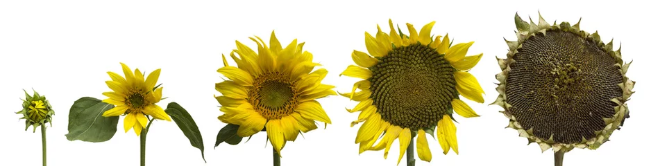 Foto op Canvas sunflower generations isolated on white © zsollere