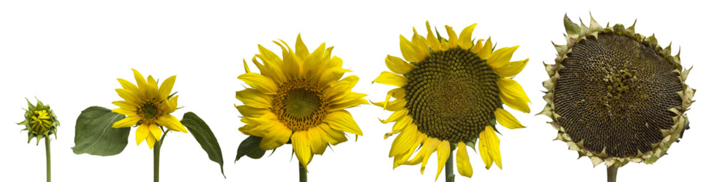 sunflower generations isolated on white