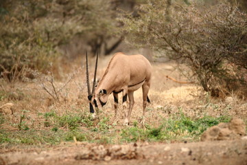 Oryx in Tsavo West