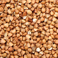 buckwheat;