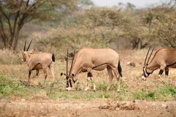 Fototapeta na wymiar Oryx in Tsavo West