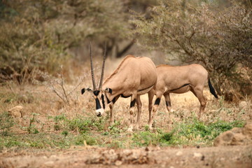 Naklejka na ściany i meble Oryx in Tsavo West
