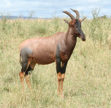 Tsessebe