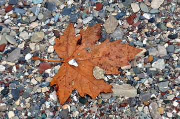Das herbstliche Ahornblatt auf Kies: herbstlich gefärbtes Laub am Boden. 