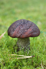 Mushroom on moss