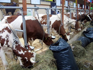 Cows